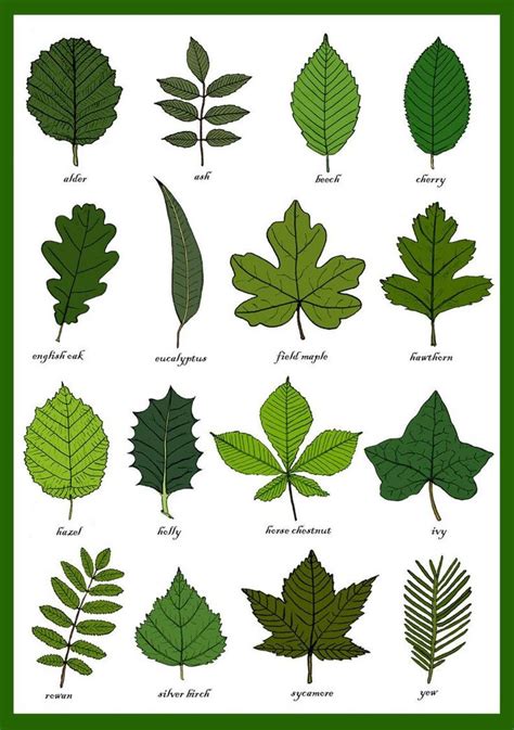 Check spelling or type a new query. Leaves Greetings Card - Leaf Identification Chart - Plant ...