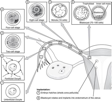 Embryology Cellular Division Gastrulation TeachMeAnatomy
