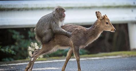 Snow Monkey Attempts Sex With Deer In Rare Example Of Interspecies