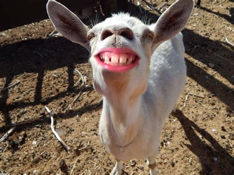 Smiling Goat Wall Art Digital Goat Print Goat Art Funny Goat