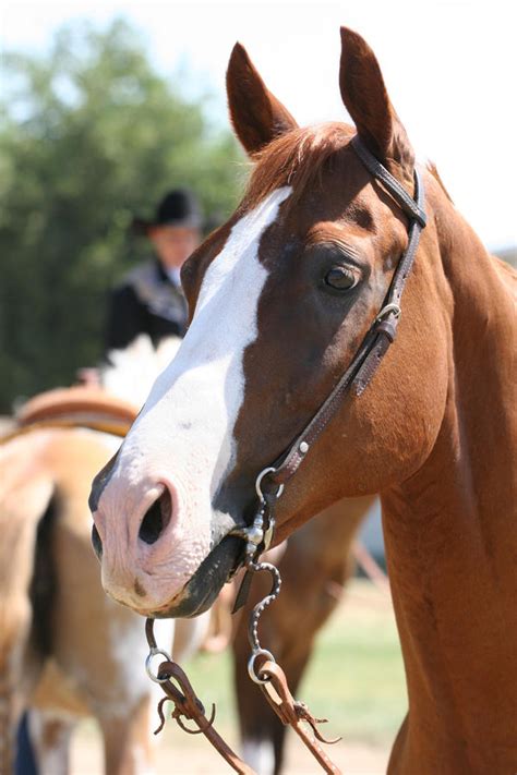 Chestnut Aqha Quarter Horse Champion Headshot By Horsestockphotos On