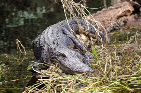 Bull Alligator Okefenokee Swamp Stock Photo Image Of Canoe Foster