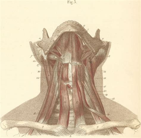 It runs from the neck to the upper back. neck muscles back - ModernHeal.com
