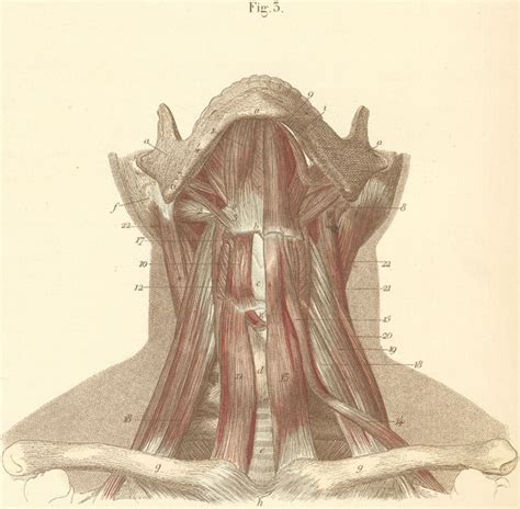 Guide to mastering the study of anatomy. Neck muscles of the anterior surface.