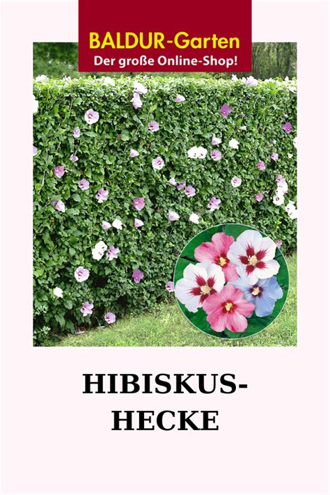 Hier sollten sie dem eibisch genügend platz geben, da er sich stark ausbreitet und eine höhe von etwa 2 bis 3. Hibiskus-Hecke: TOP-Qualität online kaufen | BALDUR-Garten ...