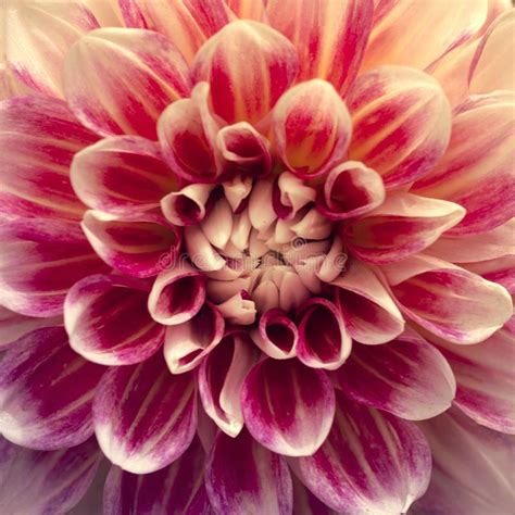 Detailed Red And White Dahlia Flower Close Up Image Stock Image