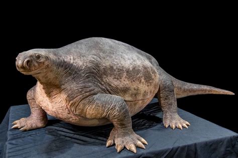 Cotylorhynchus An Absolute Unit Of A Proto Mammal From The Permian