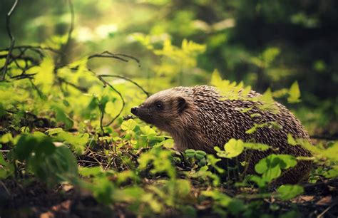 Hedgehog Animals Wallpapers Hd Desktop And Mobile