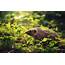 Hedgehog Animals Wallpapers HD / Desktop And Mobile Backgrounds