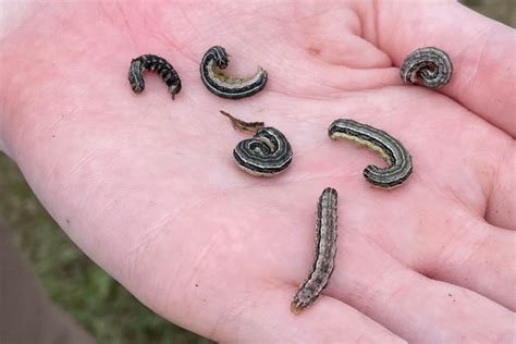 Army Worms Are Headed Our Way See What They Are And How To Protect