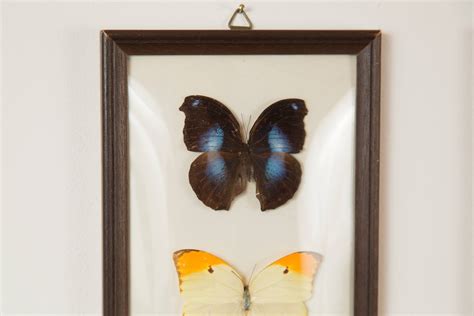 Vintage Preserved Butterfly Art Framed Butterflies Exotic Framed