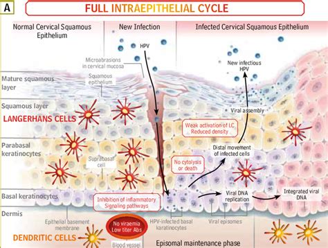Hpv Life Cycle And Interaction With The Immune System During Natural
