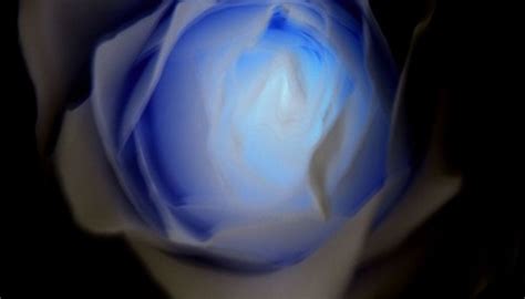 The Meaning Of A Blue Rose Garden Guides