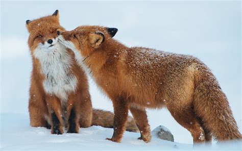Hd Wallpaper Fox Couple Snow Winter Animal Hd Wallpapers Two Red