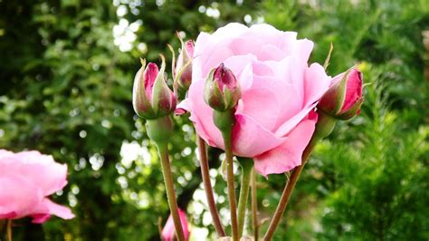 Free Images Nature Blossom Petal Botany Pink Flora Peony Macro Photography Rose Flower