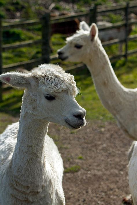 Two Alpacas Recently Shorn Photograph By Charlesy Fine Art America