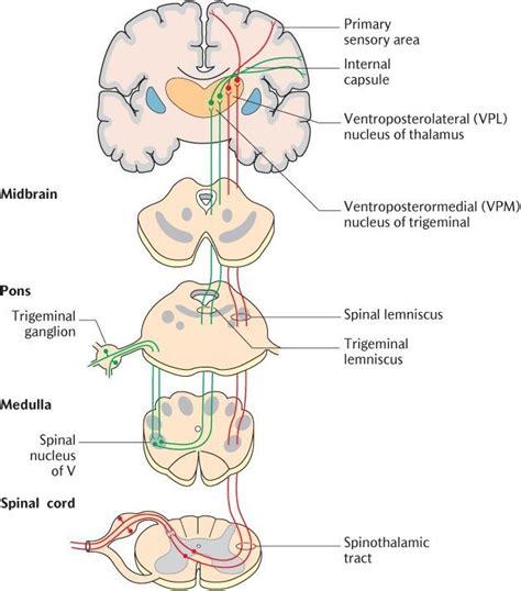 16 Major Sensory And Motor Systems Basic Anatomy And Physiology Spinothalamic Tract Medical