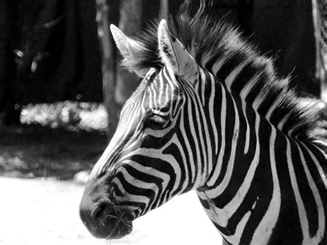 Zebra Black And White By Lovebites2334 On Deviantart