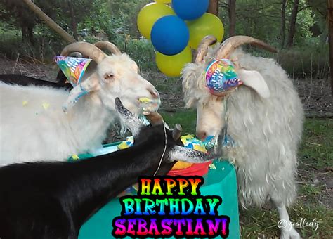 Sebastian The Angora Goat Getyergoat™ For Goat Lovers