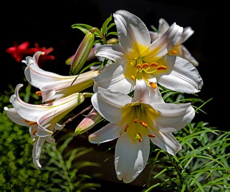 Lilies From Missouri Botanical Garden Add To The Beauty Of Umsl Umsl