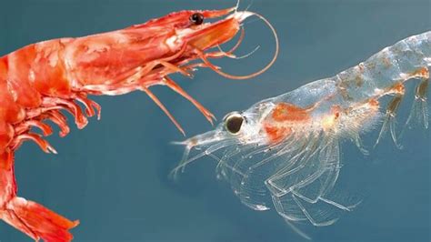 What Is Krill What Do Krill Eat Can Humans Eat Krill Where Do Krill