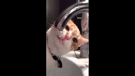 Kitten Loves Water Youtube