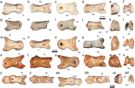 Non Ungual Pedal Phalanges Of Vespersaurus Paranaensis Gen Et Sp Nov