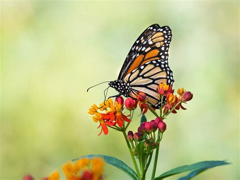 Monarch Butterfly Noahsnotes