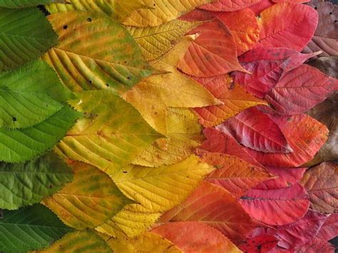 Why Leaves Change Color And Fall Down In Autumn According To Experts