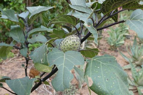 East African Plants A Photo Guide Datura Metel L