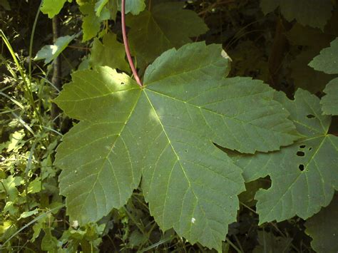 Sycamore Maple Uk Tree Identification · Biodiversity4all