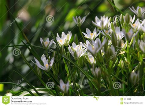 Small Bush Elegant White Garden Flowers Stock Photo Image Of Nature