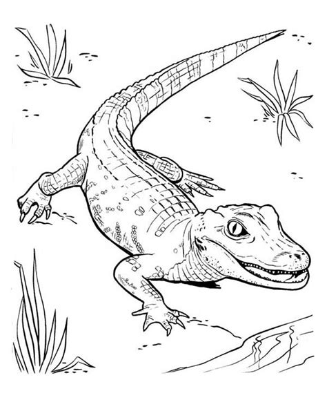 Florida gator printable (page 1). Sélection de coloriage alligator à imprimer sur LaGuerche ...