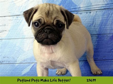 Sharp pugs is a small family breeder of akc pugs serving the midwest especially northern illinois and souther wisconsin.we breed fawn white black and chinchilla pugs. Pug Puppies - Petland Pets & Puppies Chicago Illinois