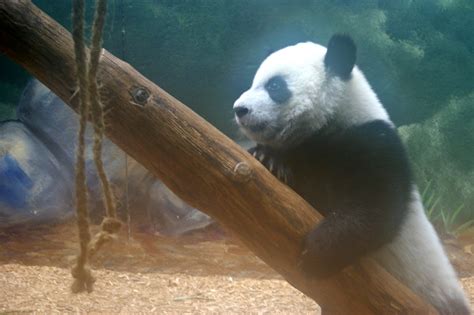 Baby Panda Zoo Atlanta Sussman Imaging Flickr