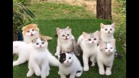 Supper Cute Kitten In The World Cute Kittens Shorts Youtube