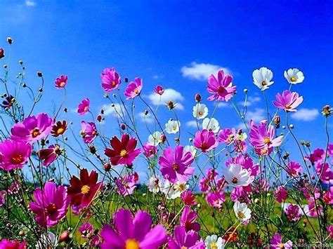 Spring Flowers Desktop Wallpapers Top Free Spring Flowers Desktop