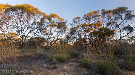 Birdsong Of The Australian Bush Wild Ambience