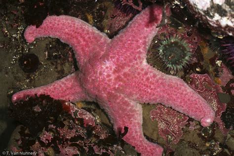 Pink Sea Star Pisaster Brevispinus Pink Sea Star Pisast Flickr