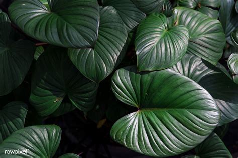 Beautiful Dark Green Leaves In A Jungle Free Image By
