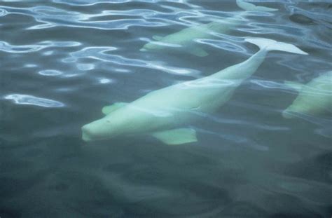 Sea Watch Foundation More Rare Beluga Whales Spotted Around The Uk