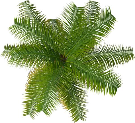 Palm Tree Top View Png Picture 2021175 Palm Tree Top View Png Images Porn Sex Picture