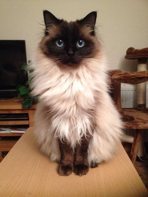 Best Free Of Charge Ragdoll Cats Patronus Ideas The Important Floppy