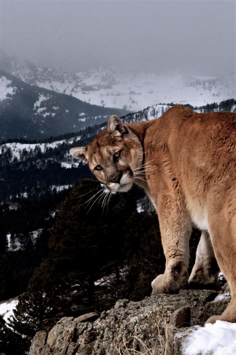Viciousclass Mountain Lion © Cxs A Wild Place Large Cats Big