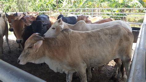Service penghantaran daging menjelang ramadan. Lembu | PJ Livestock Sdn. Bhd. (838793-W)