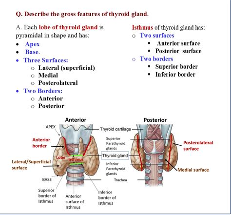 Back Of Neck Anatomy Glands Cervical Lymph Nodes Anatomy Lymph