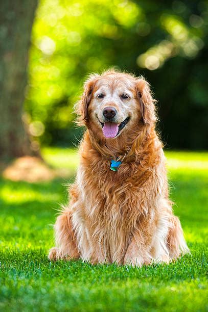 Old Golden Retriever Stock Photos Pictures And Royalty Free Images Istock