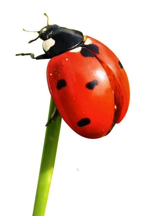 Red Ladybug Png File Png Mart