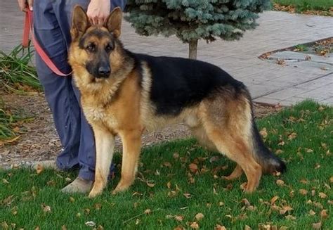 Misty came into us with a litter of 8 puppies in tow. German Shepherd Dog Puppy for Sale - Adoption, Rescue | German Shepherd Puppy Adoption in Hull ...