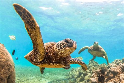 Hawaiian Green Sea Turtles Learn About Nature
